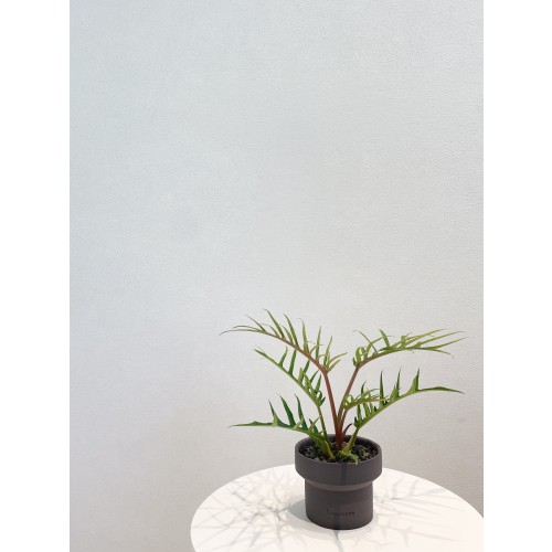 필로덴드론 토텀 실내식물 테이블용 소형식물