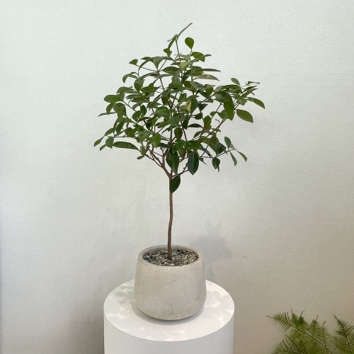 구아바 열대과일나무 꽃피는식물