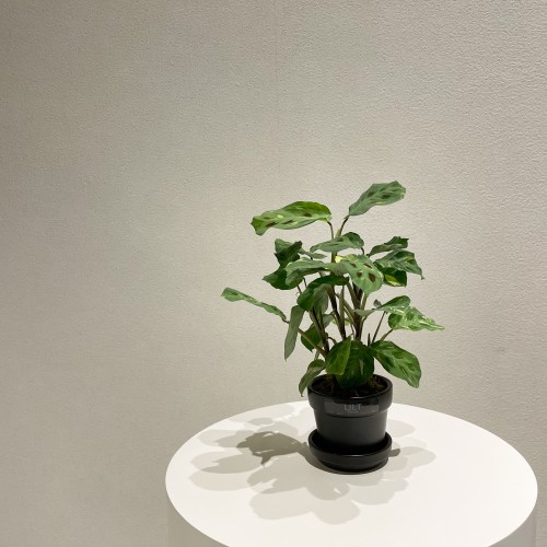 무늬마란타 희귀식물 테이블식물 홈인테리어