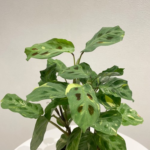 무늬마란타 희귀식물 테이블식물 홈인테리어