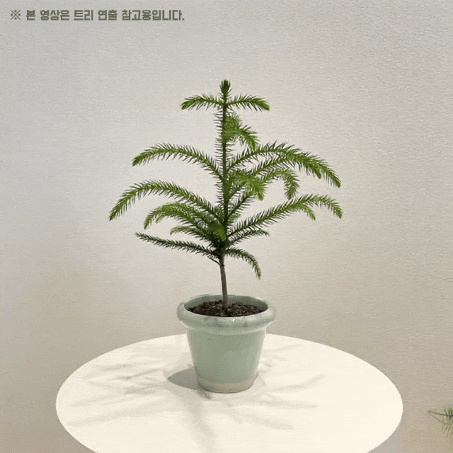 아라우카리아 크리스마스트리 소형식물