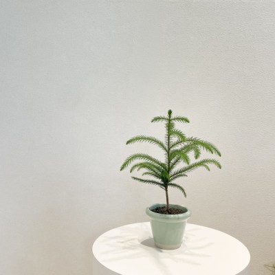 아라우카리아 크리스마스트리 소형식물