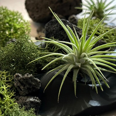 더 나인트리 미니가든 키트