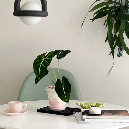 화분포함 완제품 벨벳 알로카시아 프라이덕 프라이덱 - 핸드메이드토분L