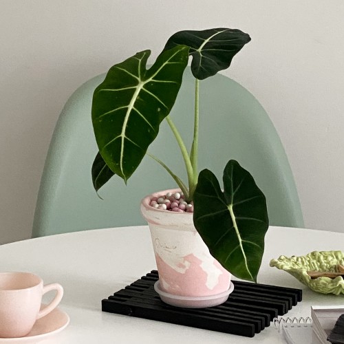 화분포함 완제품 벨벳 알로카시아 프라이덕 프라이덱 - 핸드메이드토분L