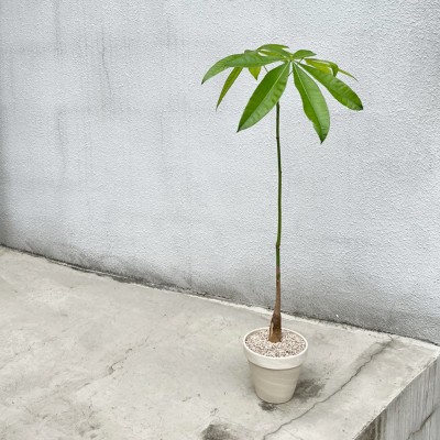 키우기 쉬운 공기정화식물 키다리 파키라 -토분 3color