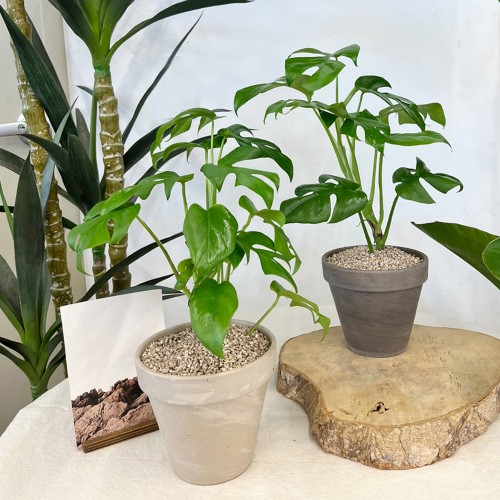 나타났다 귀여운 히메 몬스테라 - 토분,세라믹 2type