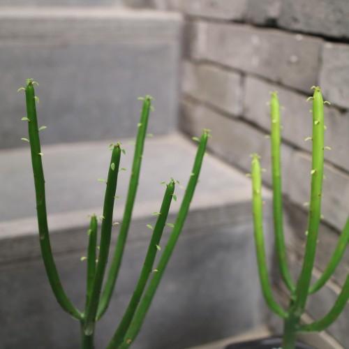 국내산 외대 연필 선인장 파티오라 - 육각 세라믹 2color