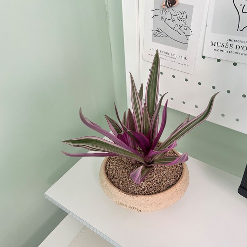 부자란 무늬자주만년초 인테리어 감성화분 납작팽이토분M