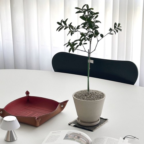 볼올리브 나무 수형이 예쁜 동그리 반려식물 핸드메이드 굽토분