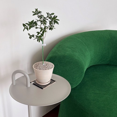 볼올리브 나무 수형이 예쁜 동그리 반려식물 핸드메이드 굽토분