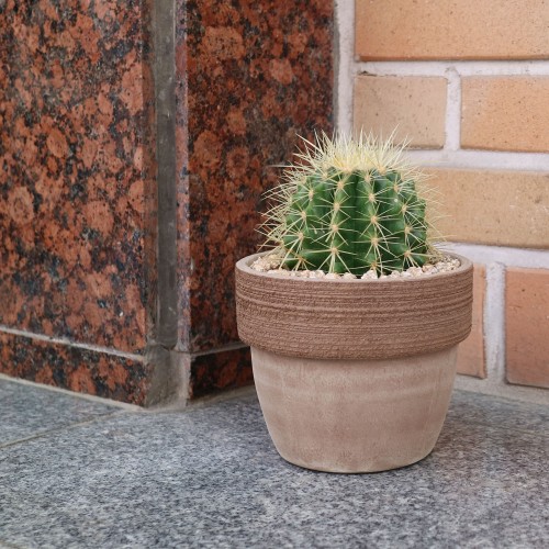 재물운이 들어오는 금호 선인장 - 토분(L)