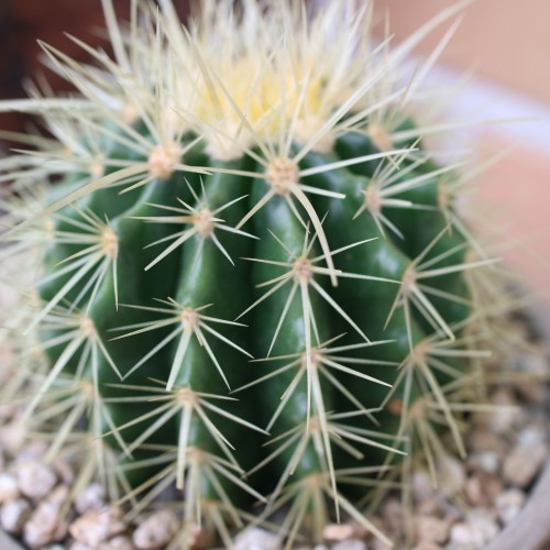 재물운이 들어오는 금호 선인장 - 토분(L)