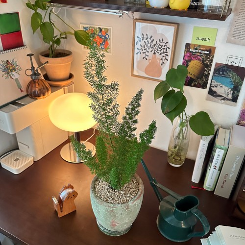 빈티지 화분에 담긴 여우꼬리 아스파라거스 메이리  - 화분 2size