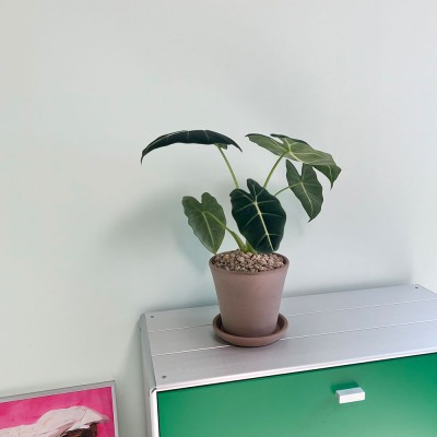 프라이덕 프라이덱 중형 벨벳 알로카시아 이태리토분