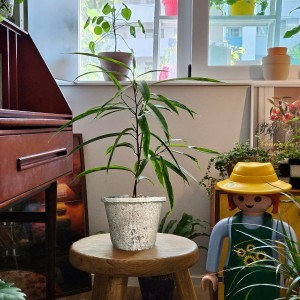 빈티지 토분에 담긴 무늬 알리고무나무