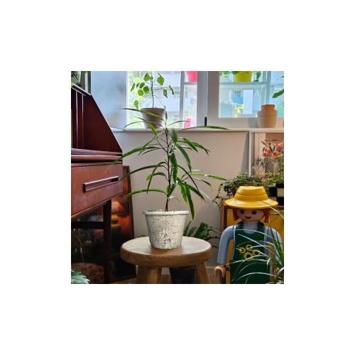 빈티지 토분에 담긴 무늬 알리고무나무