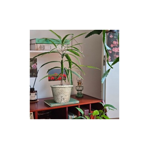 빈티지 토분에 담긴 무늬 알리고무나무