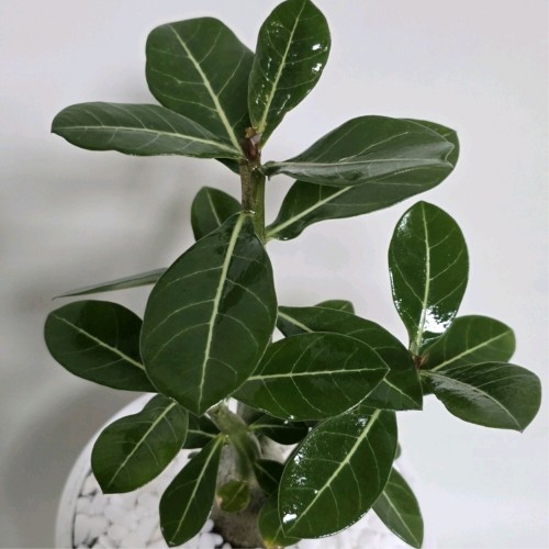 아데니움(석화)