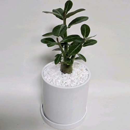 아데니움(석화)