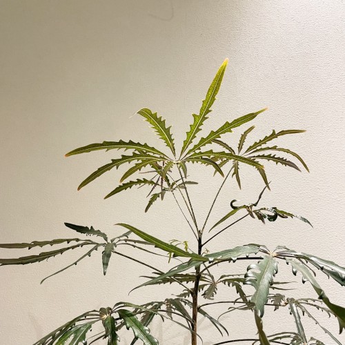 아랄리아 대형식물 150선