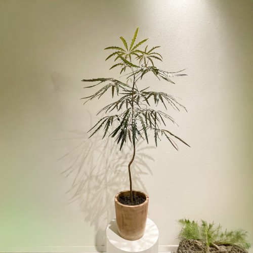 아랄리아 대형식물 150선