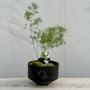 아스파라거스 미리오클라두스 나누스 이끼숲