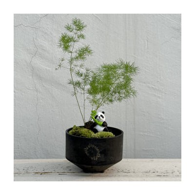 아스파라거스 미리오클라두스 나누스 이끼숲