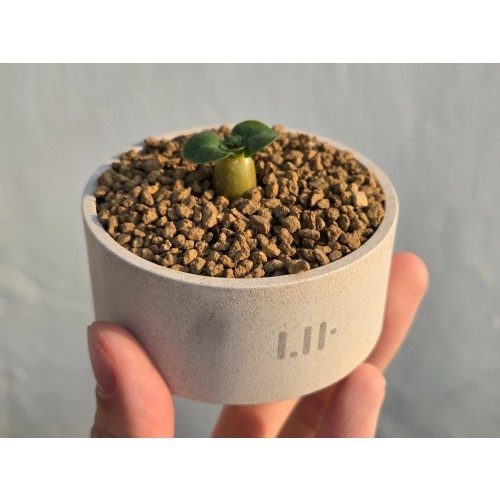 DHA 미니 바오밥나무