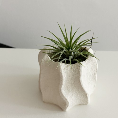 이오난사 공기정화식물 오브제 무드팟 인테리어 소품 선물 크리스마스 화분