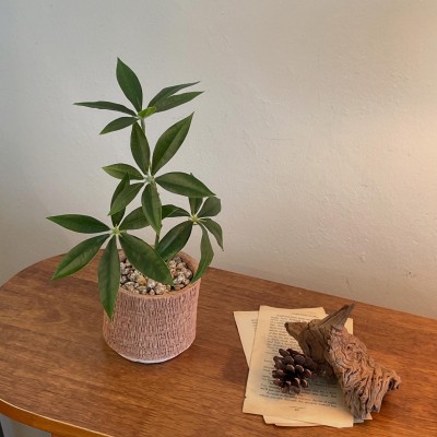 파키라 조화화분 조화 식물 플랜테리어 데스크테리어