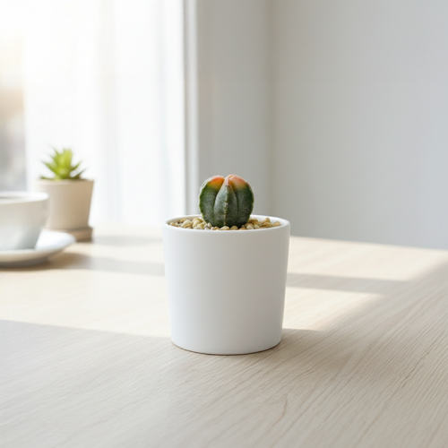 난봉옥금 국내실생 선인장 반려식물 식물 인테리어 플랜테리어