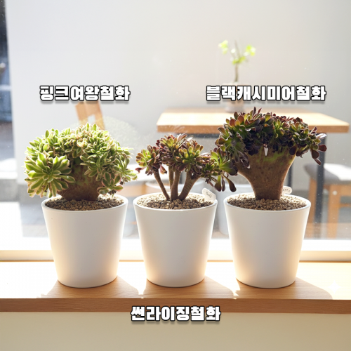 블랙캐시미어 핑크여왕 썬라이징 철화 에오니움 국내실생 다육이 반려식물 식물인테리어 플랜테리어 식집사 공기정화