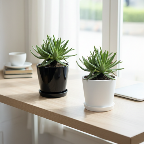 아브람시 두들레야 국내실생 다육이 반려식물 식물인테리어 플랜테리어 식집사 공기정화