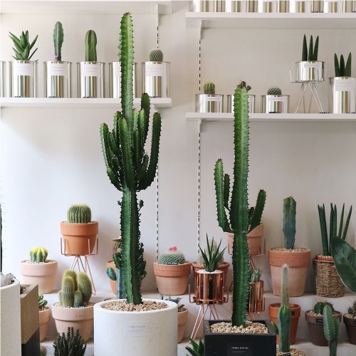 가성비왕 대형 청화각 선인장 매장방문(직접수령/예약문의) 블랙사각