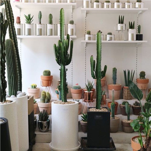 가성비왕 대형 청화각 선인장 매장방문(직접수령/예약문의) 블랙사각