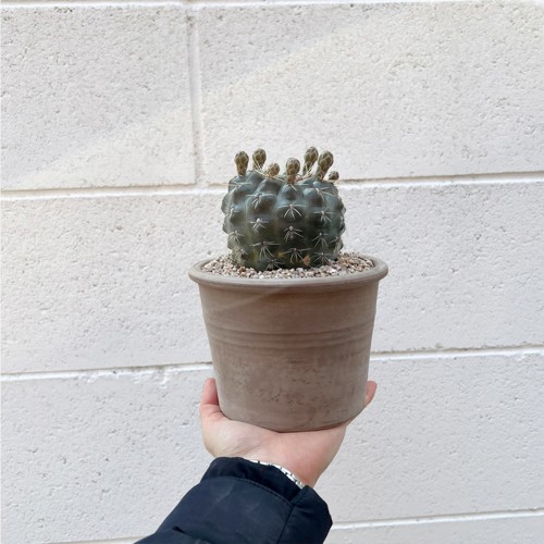 네츄럴한 토분에 담긴 화려한 꽃 비화옥 선인장 - 이태리토분 2color