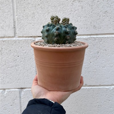 네츄럴한 토분에 담긴 화려한 꽃 비화옥 선인장 - 이태리토분 2color