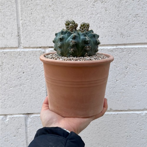 네츄럴한 토분에 담긴 화려한 꽃 비화옥 선인장 - 이태리토분 2color