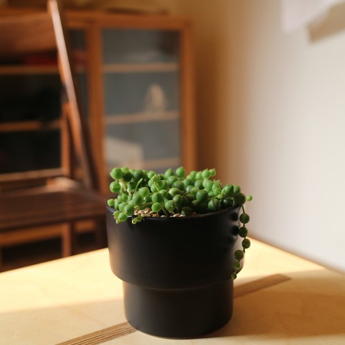 동글동글 귀여운 녹영 콩선인장 - 세라믹2color