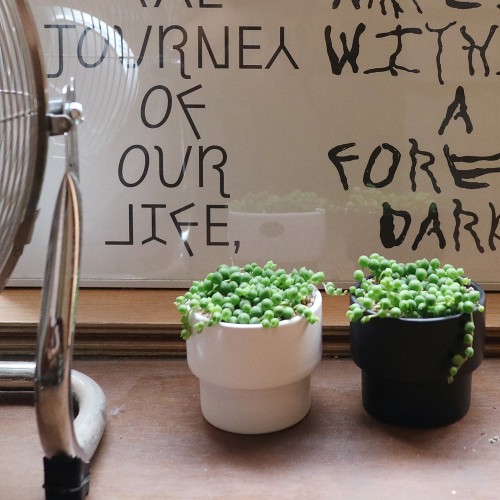 동글동글 귀여운 녹영 콩선인장 - 세라믹2color