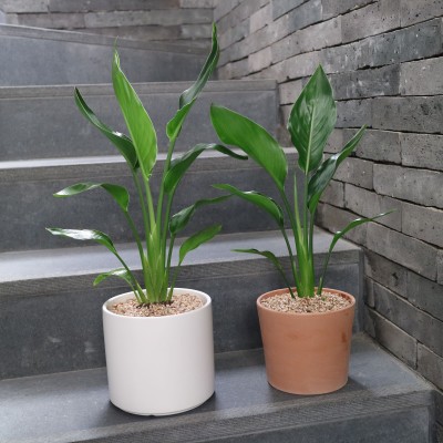 공기정화식물 극락조 중형 - 세라믹 화분M / 이태리 토분 2type