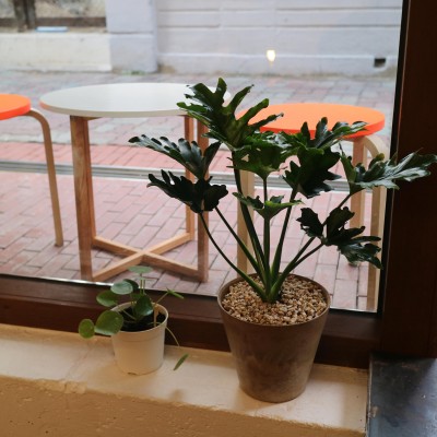 [화분포함 완제품]공기정화 중형화분 호프셀렘 - 저면관수 화분 9color