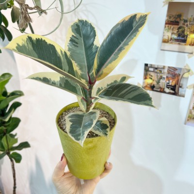 수채화 고무나무 한폭의 그림같은 잎을 가진 반려식물 옐로우 플분S