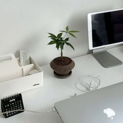 파키라 공기정화 미니화분 납작팽이토분S