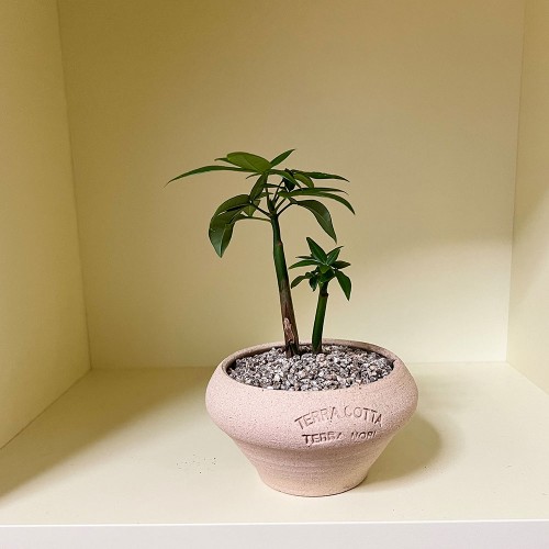 파키라 공기정화 미니화분 납작팽이토분S