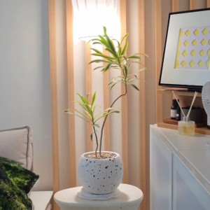 송오브인디아 실내에서 키우기 쉬운 공기정화 중형 인테리어화분