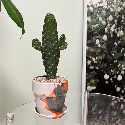 만세 선인장 인테리어 감성화분 마블플분S