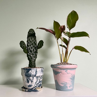 만세 선인장 인테리어 감성화분 마블플분S