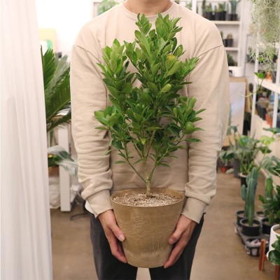 생귤탱귤 유주나무 중형 - 저면관수 화분 9color